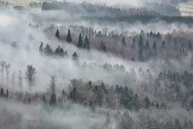 Imagen aérea de un bosque de coníferas (y otros árboles de hoja caduca) cubierto por la niebla